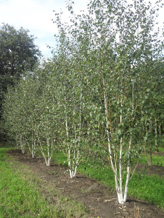 Betula Jacquemontii Multi Stem - View 10 from www redcrocus com
