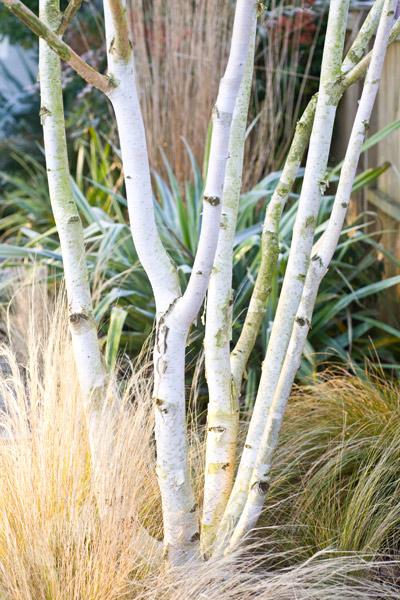 Betula Jacquemontii Multi Stem - View 11 from www redcrocus com