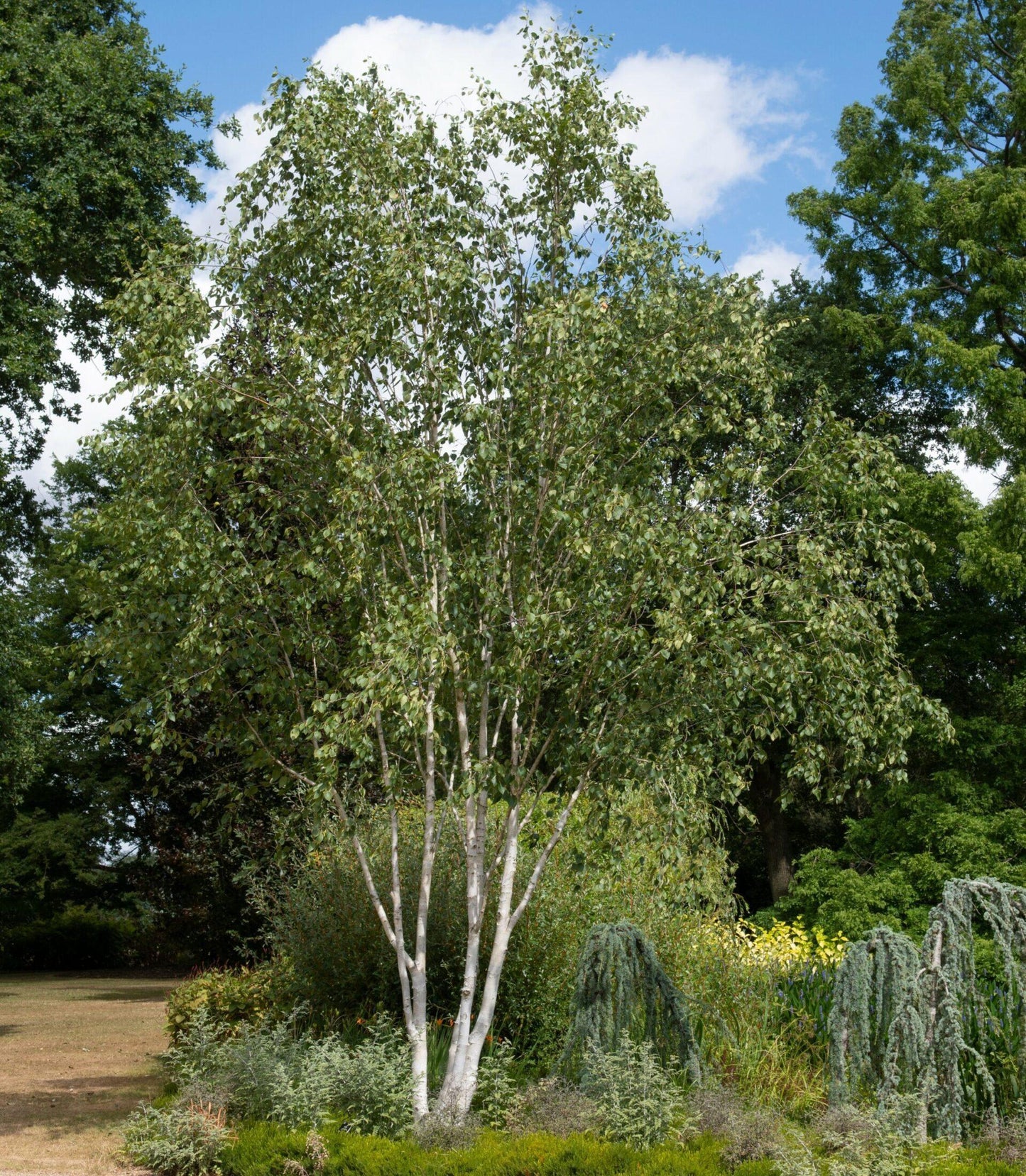 Betula Jacquemontii Multi Stem - View 13 from www redcrocus com