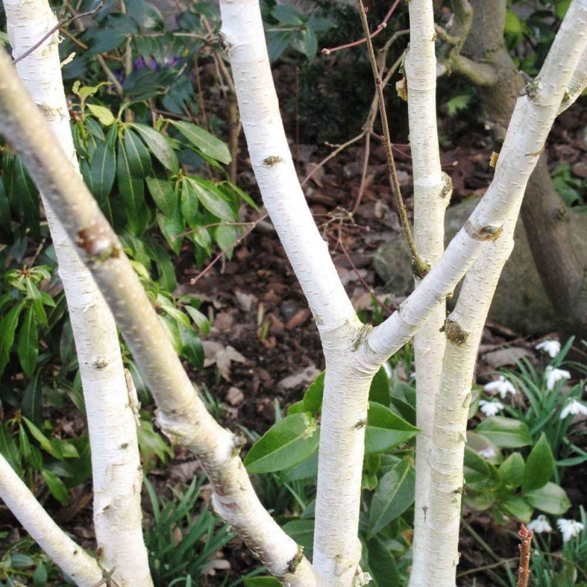 Betula Jacquemontii Multi Stem - View 15 from www redcrocus com