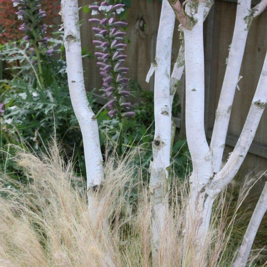 Betula Jacquemontii Multi Stem - View 1 from www redcrocus com