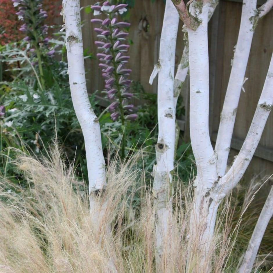 Betula Jacquemontii Multi Stem - View 1 from www redcrocus com