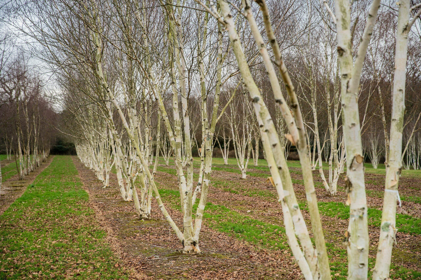 Betula Jacquemontii Multi Stem - View 2 from www redcrocus com
