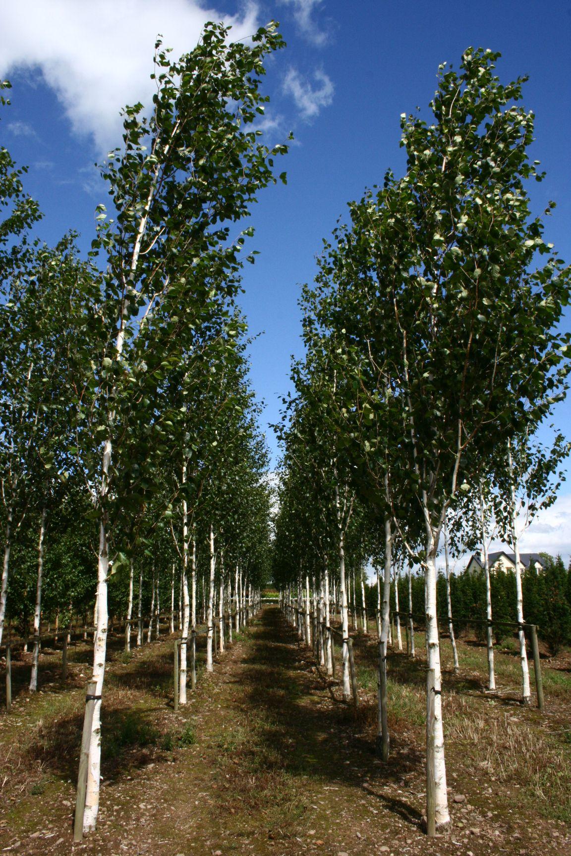 Betula Jacquemontii Multi Stem - View 3 from www redcrocus com