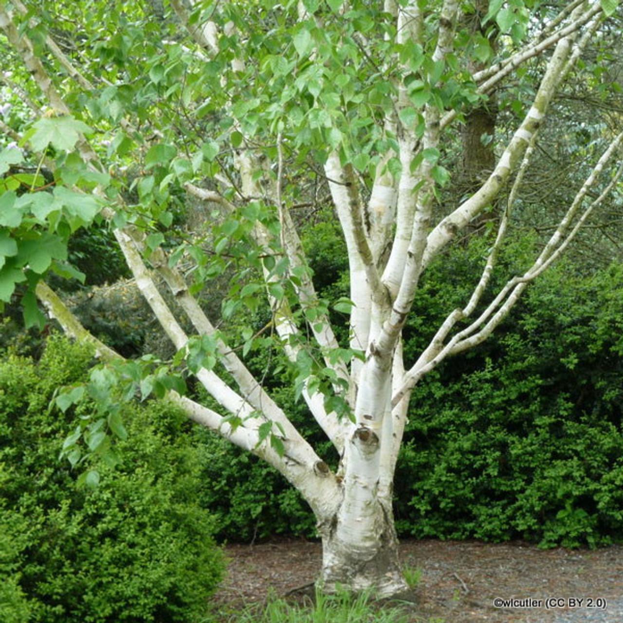 Betula Jacquemontii Multi Stem - View 5 from www redcrocus com