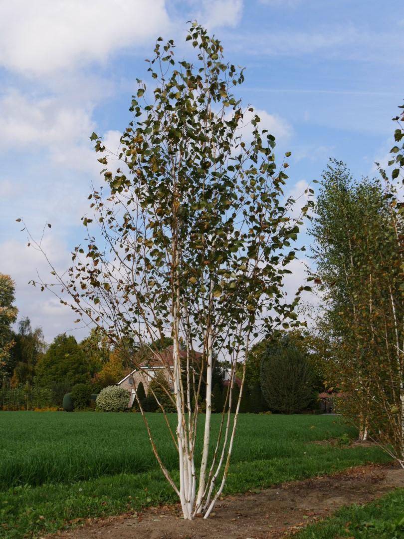 Betula Jacquemontii Multi Stem - View 7 from www redcrocus com