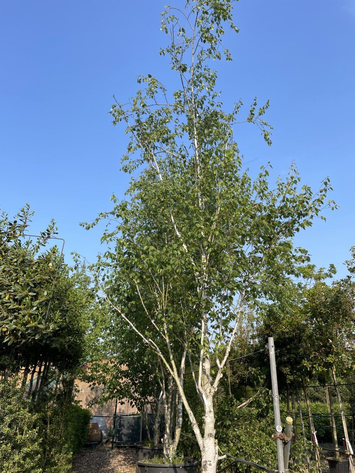 Betula Jacquemontii Multi Stem - View 9 from www redcrocus com