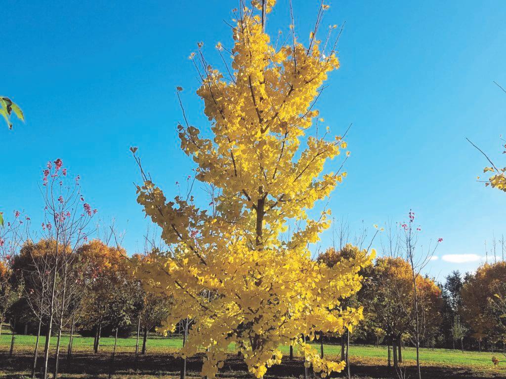 Ginkgo Biloba Princeton Sentry Single Stem - View 10 from www redcrocus com