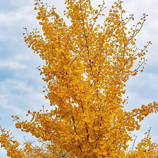 Ginkgo Biloba Princeton Sentry Single Stem - View 11 from www redcrocus com