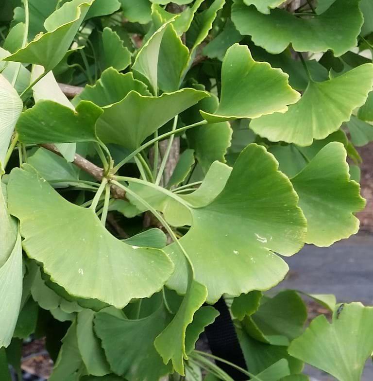 Ginkgo Biloba Princeton Sentry Single Stem - View 12 from www redcrocus com