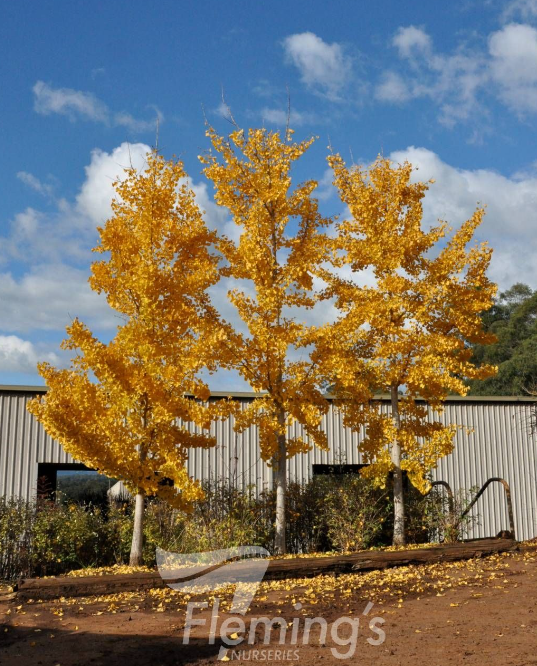 Ginkgo Biloba Princeton Sentry Single Stem - View 12 from www redcrocus com