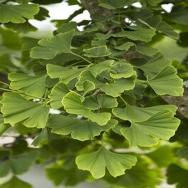 Ginkgo Biloba Princeton Sentry Single Stem - View 13 from www redcrocus com