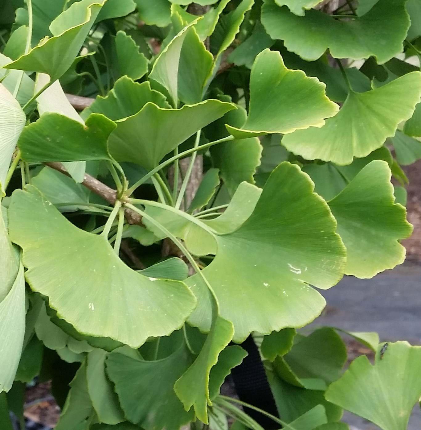 Ginkgo Biloba Princeton Sentry Single Stem - View 14 from www redcrocus com