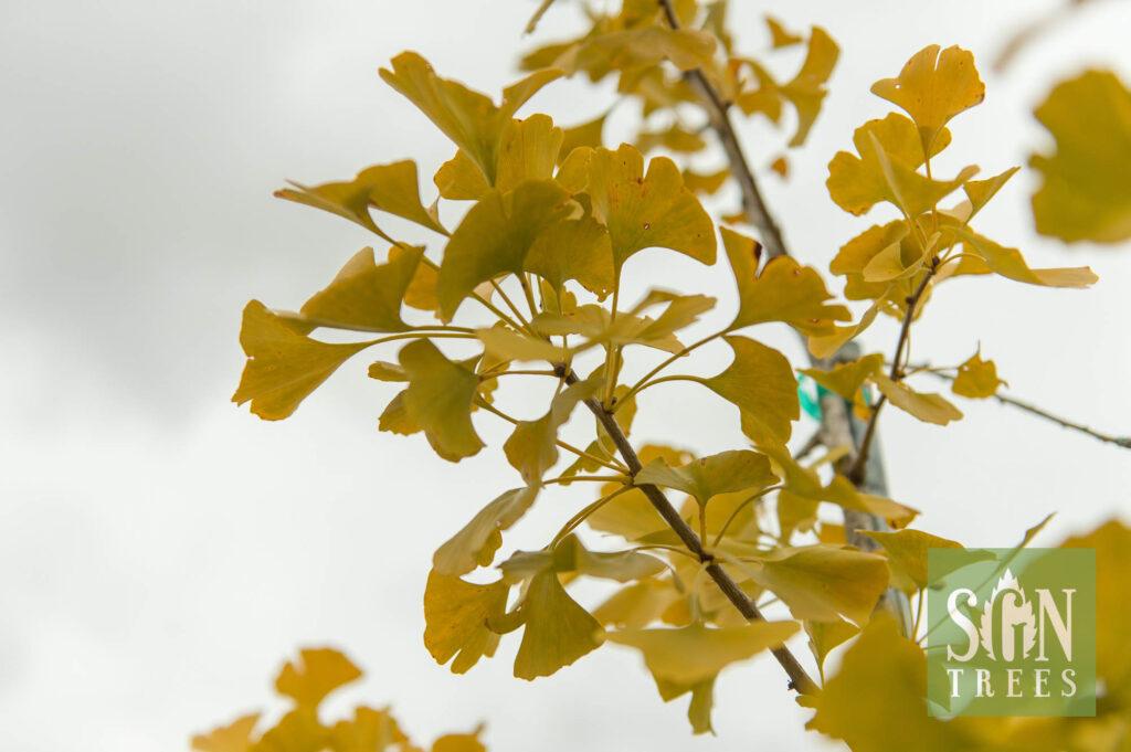 Ginkgo Biloba Princeton Sentry Single Stem - View 15 from www redcrocus com