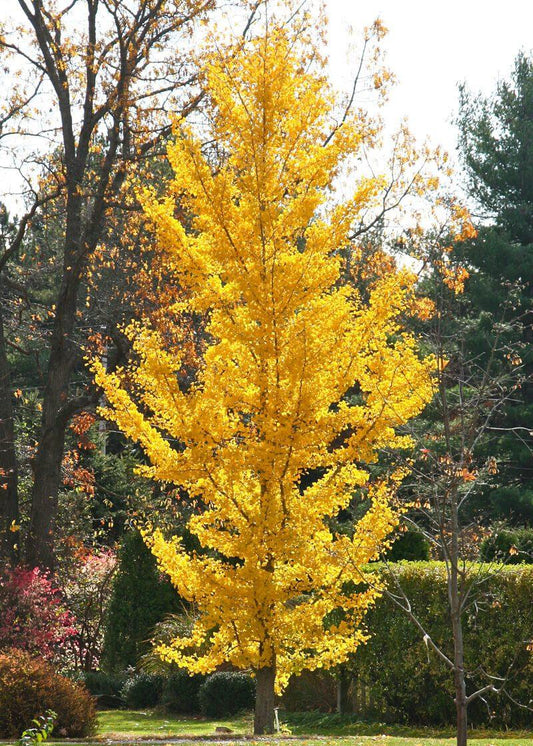 Ginkgo Biloba Princeton Sentry Single Stem - View 1 from www redcrocus com