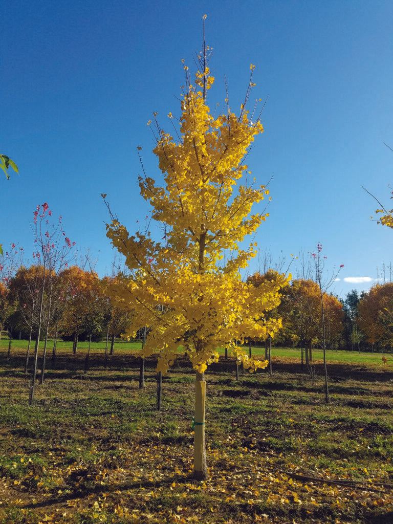 Ginkgo Biloba Princeton Sentry Single Stem - View 2 from www redcrocus com