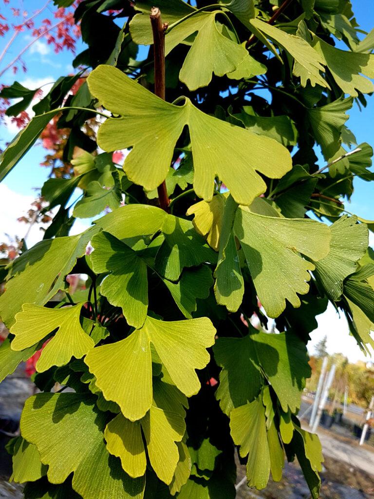 Ginkgo Biloba Princeton Sentry Single Stem - View 3 from www redcrocus com