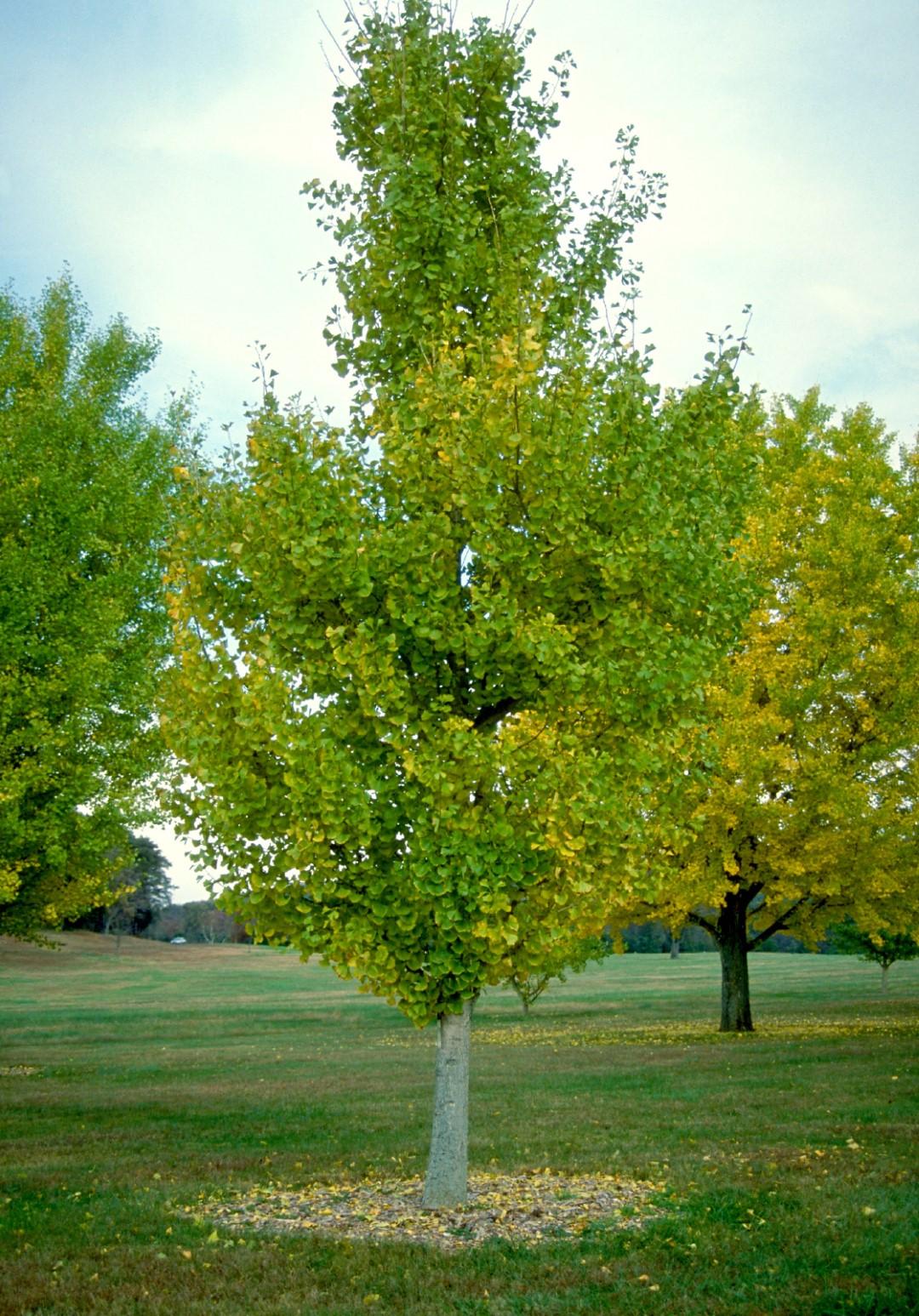 Ginkgo Biloba Princeton Sentry Single Stem - View 4 from www redcrocus com