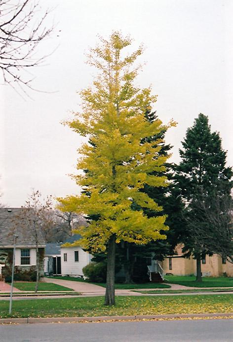 Ginkgo Biloba Princeton Sentry Single Stem - View 7 from www redcrocus com