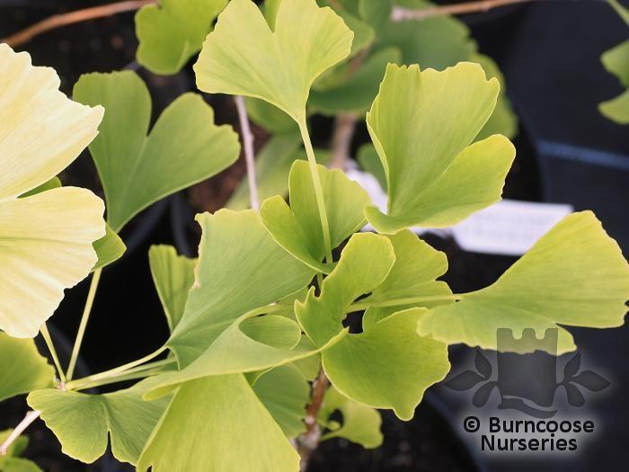 Ginkgo Biloba Princeton Sentry Single Stem - View 8 from www redcrocus com