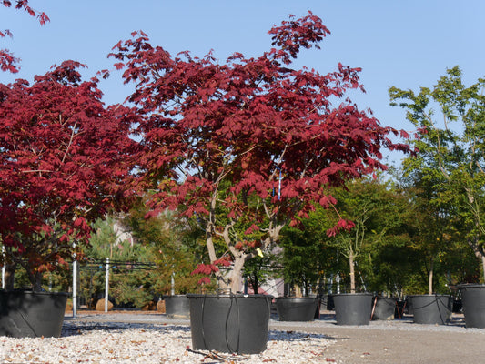 Acer Japonicum Aconitifolium - View 10 from www redcrocus com