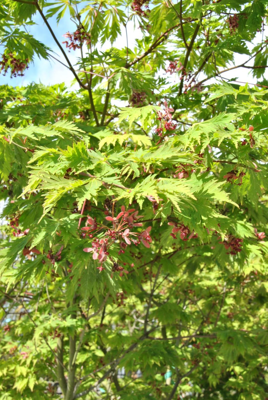 Acer Japonicum Aconitifolium - View 13 from www redcrocus com