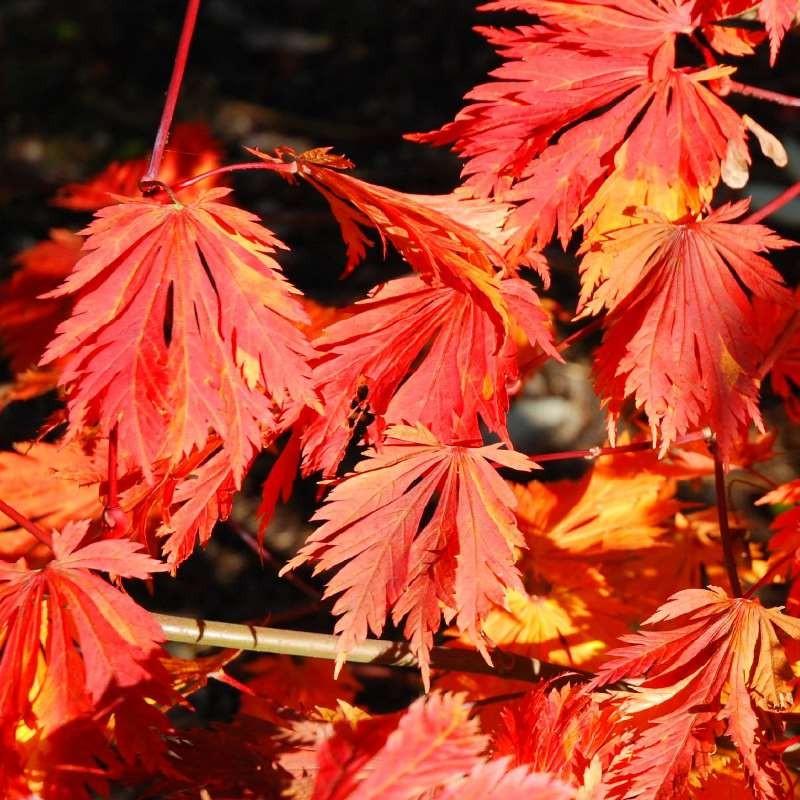 Acer Japonicum Aconitifolium - View 20 from www redcrocus com