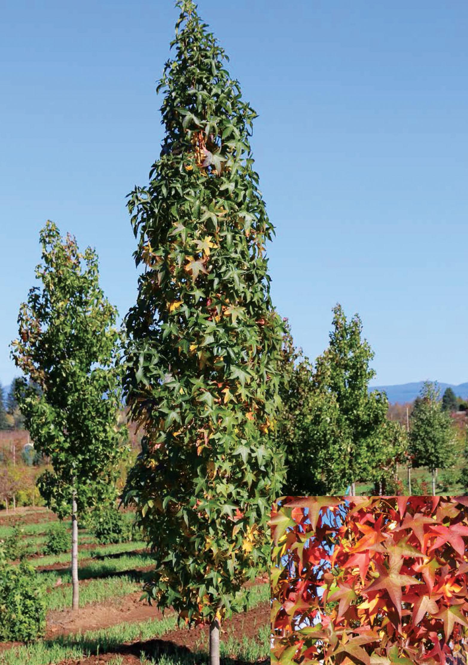 Liquidambar Styraciflua Slender Silhouette - View 11 from www redcrocus com