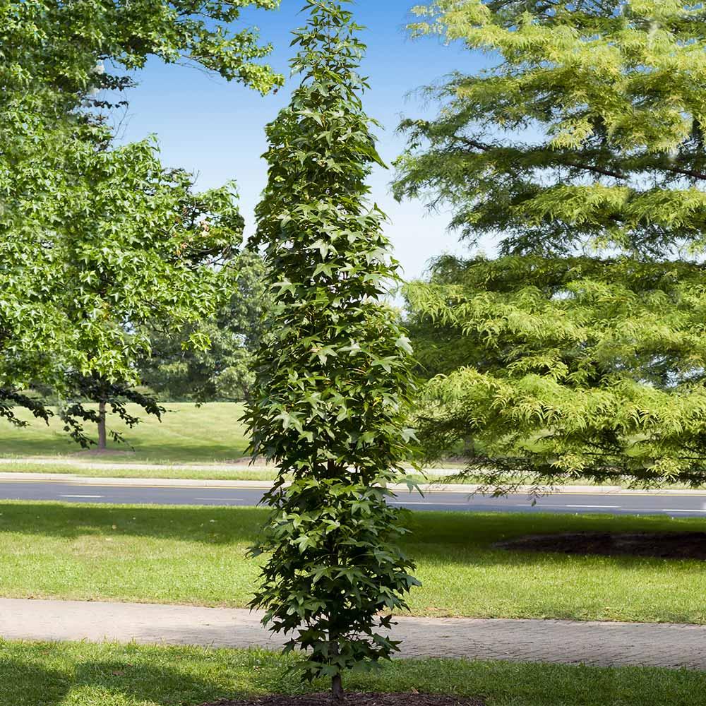 Liquidambar Styraciflua Slender Silhouette - View 13 from www redcrocus com