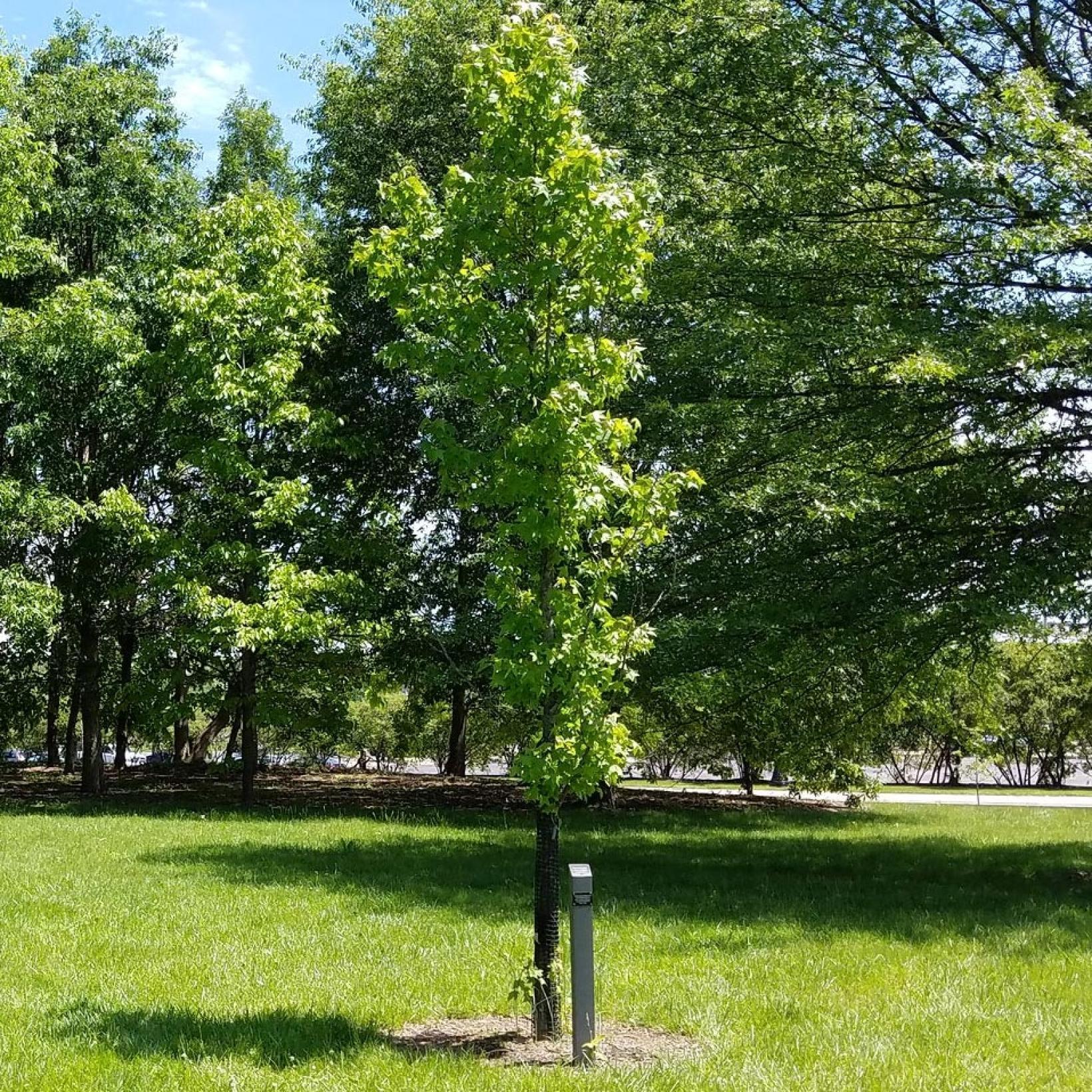 Liquidambar Styraciflua Slender Silhouette - View 14 from www redcrocus com