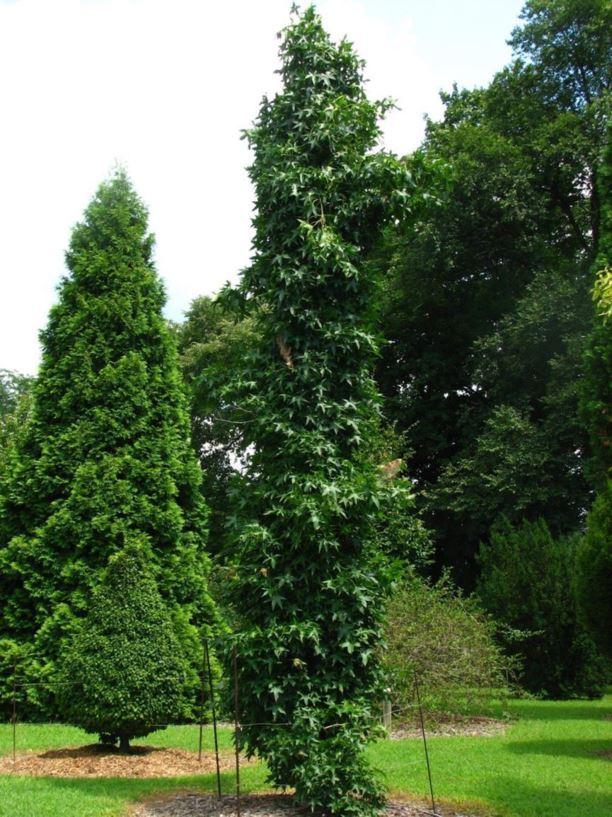 Liquidambar Styraciflua Slender Silhouette - View 20 from www redcrocus com