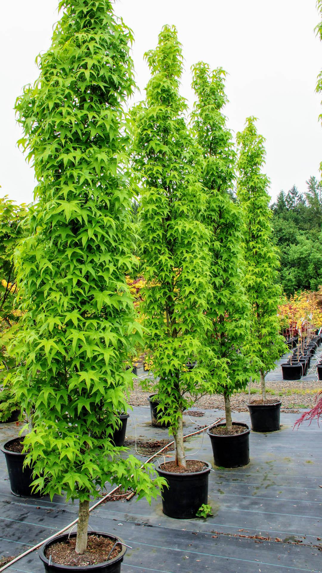 Liquidambar Styraciflua Slender Silhouette - View 2 from www redcrocus com