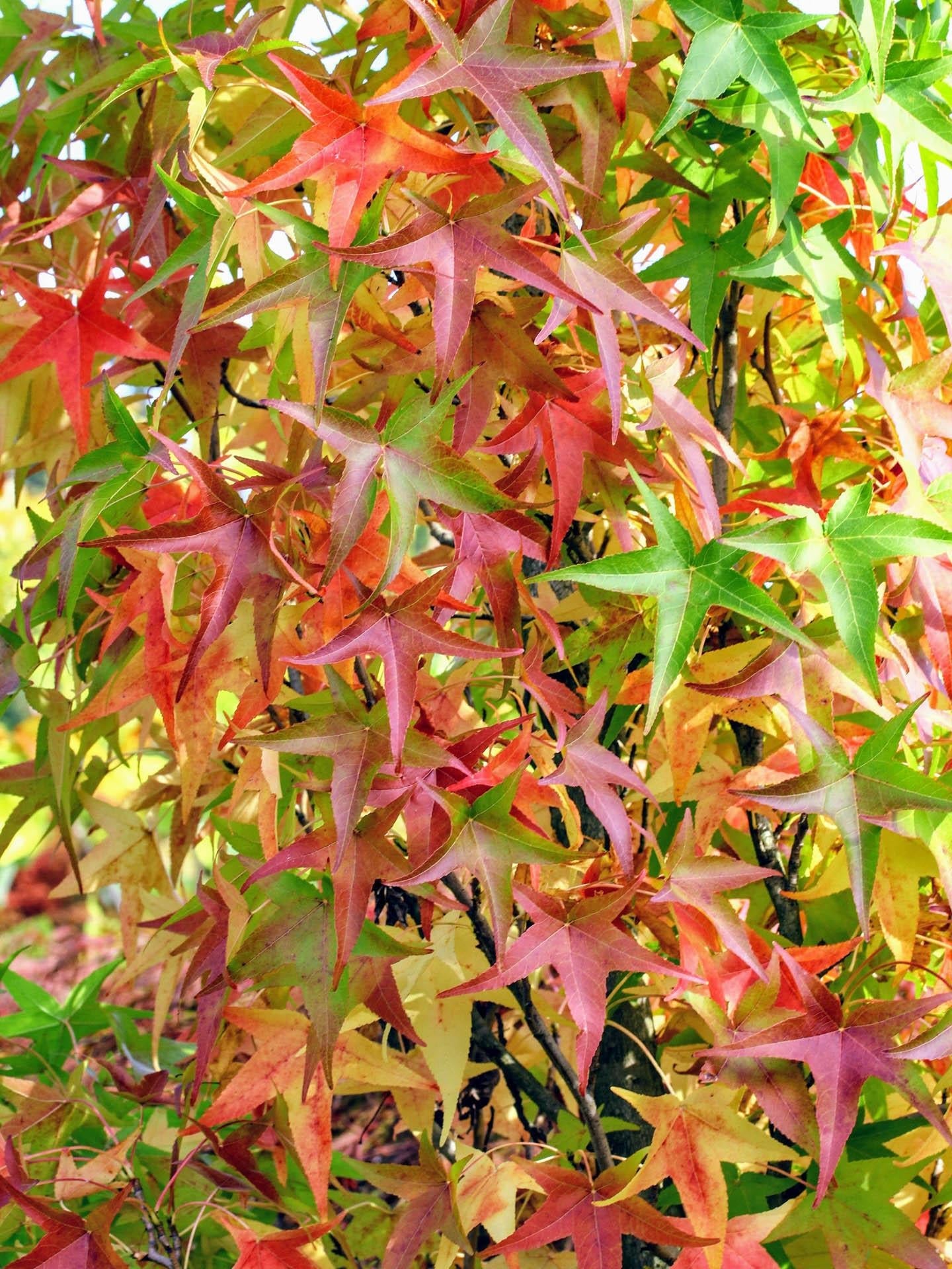 Liquidambar Styraciflua Slender Silhouette - View 6 from www redcrocus com