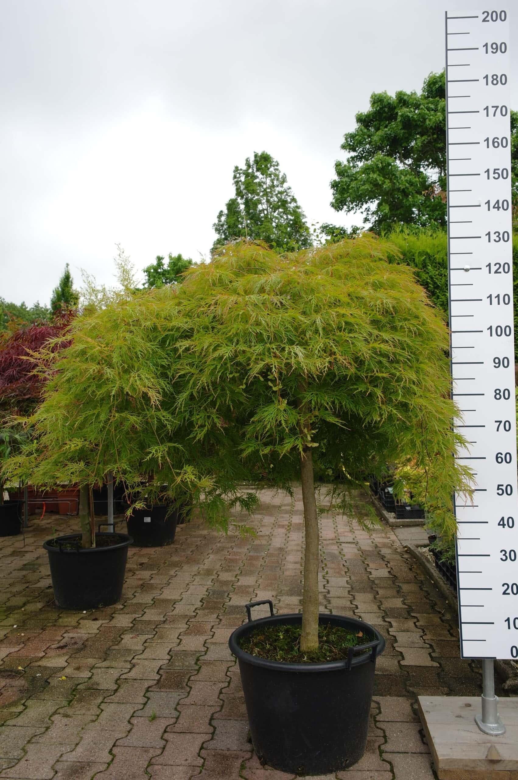 Acer Palmatum Dissectum Viridis - View 10 from www redcrocus com