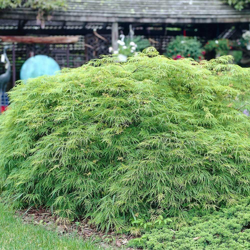 Acer Palmatum Dissectum Viridis - View 12 from www redcrocus com