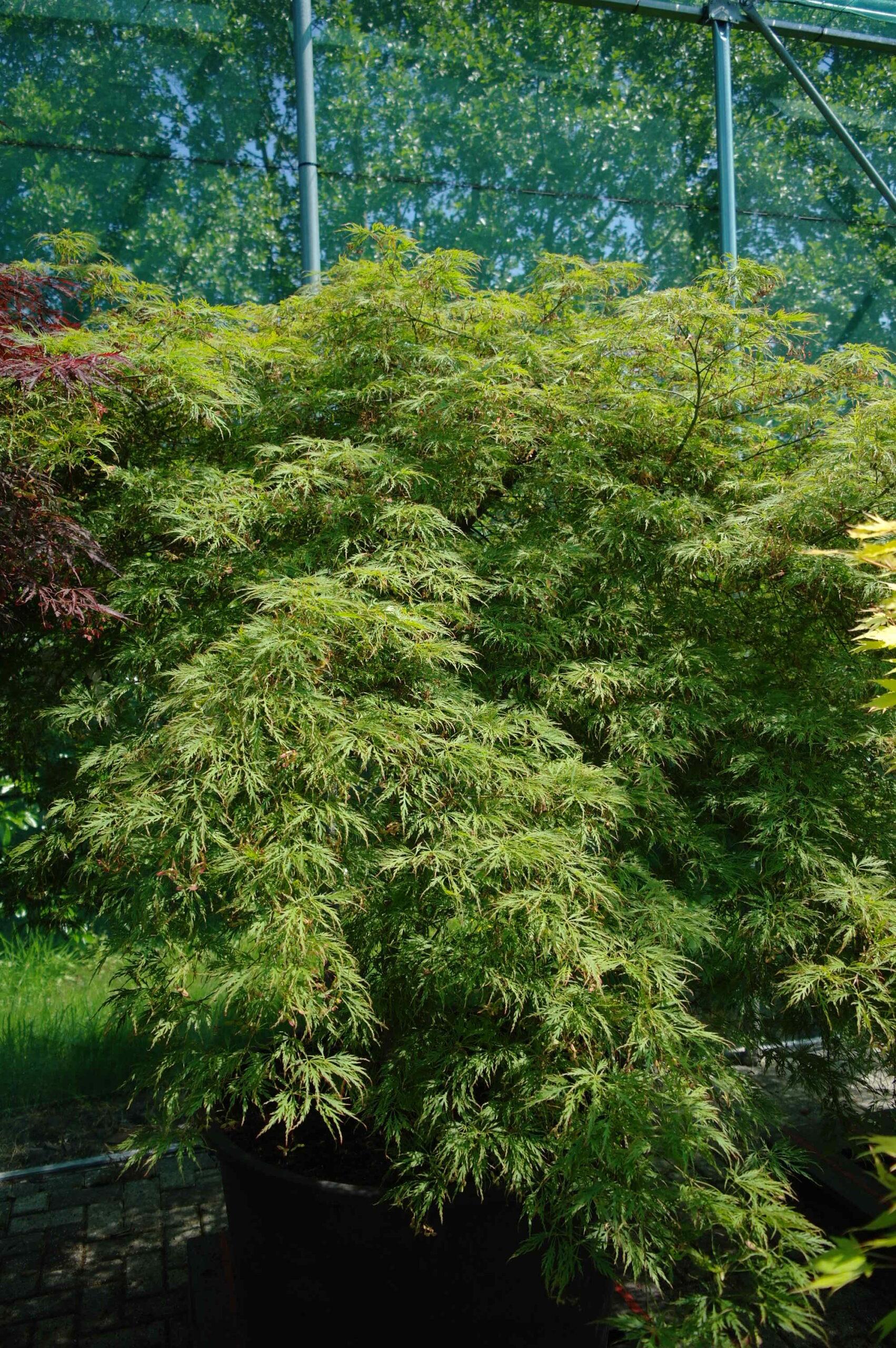 Acer Palmatum Dissectum Viridis - View 13 from www redcrocus com