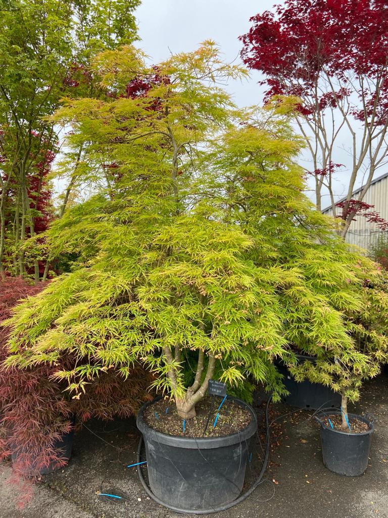 Acer Palmatum Dissectum Viridis - View 14 from www redcrocus com