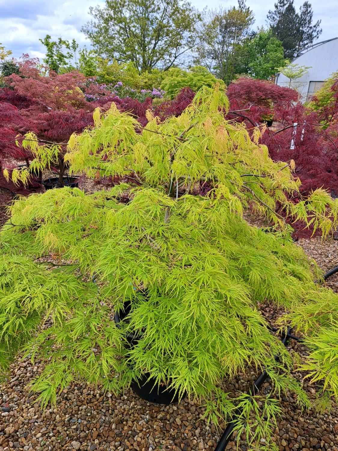 Acer Palmatum Dissectum Viridis - View 16 from www redcrocus com