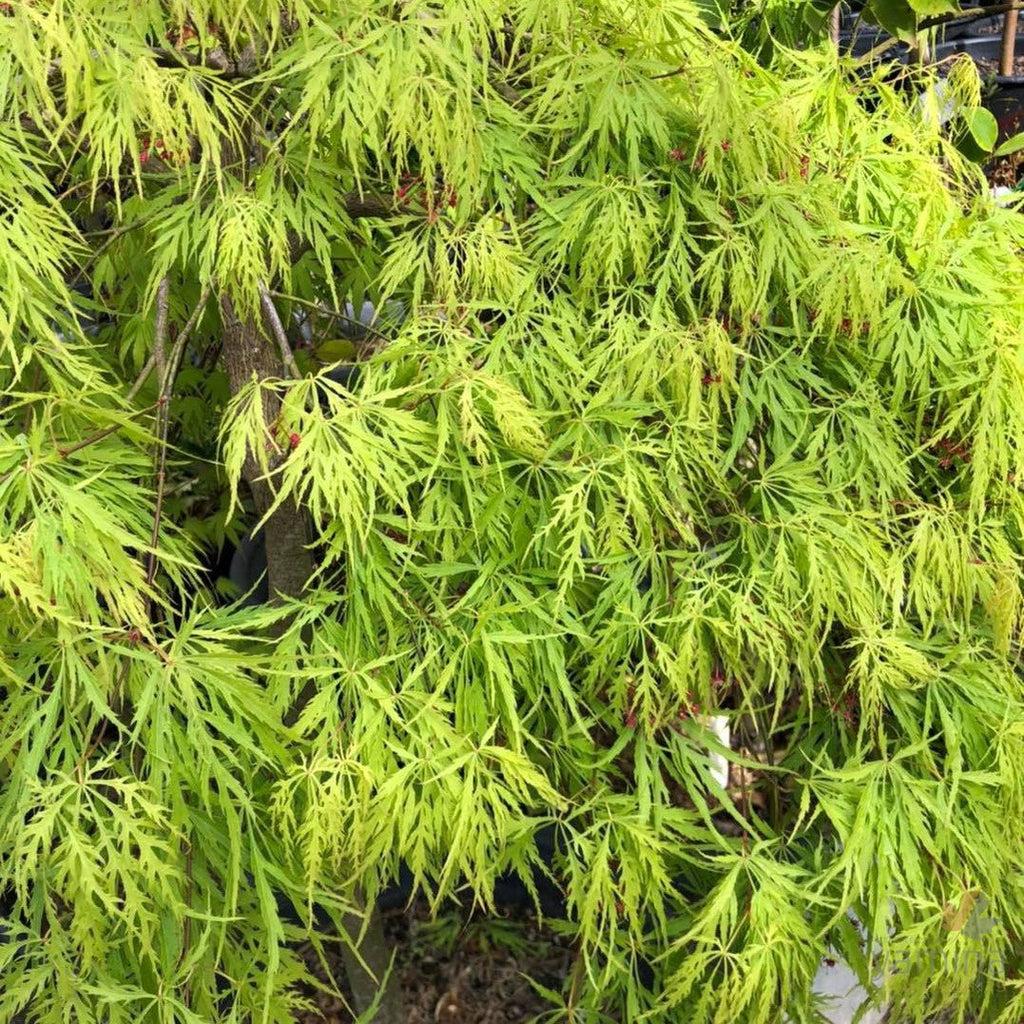Acer Palmatum Dissectum Viridis - View 17 from www redcrocus com