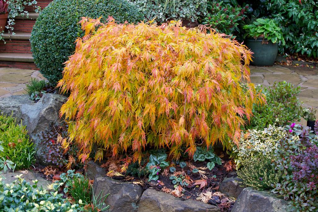 Acer Palmatum Dissectum Viridis - View 18 from www redcrocus com