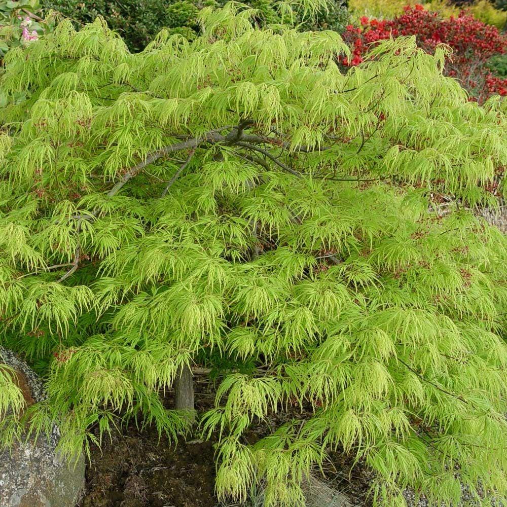 Acer Palmatum Dissectum Viridis - View 1 from www redcrocus com