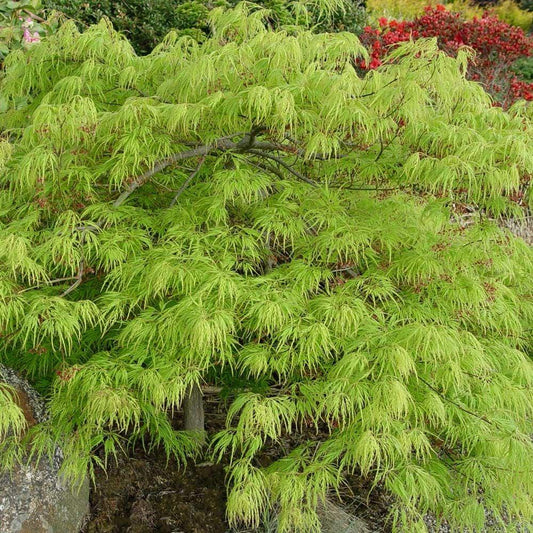 Acer Palmatum Dissectum Viridis - View 1 from www redcrocus com