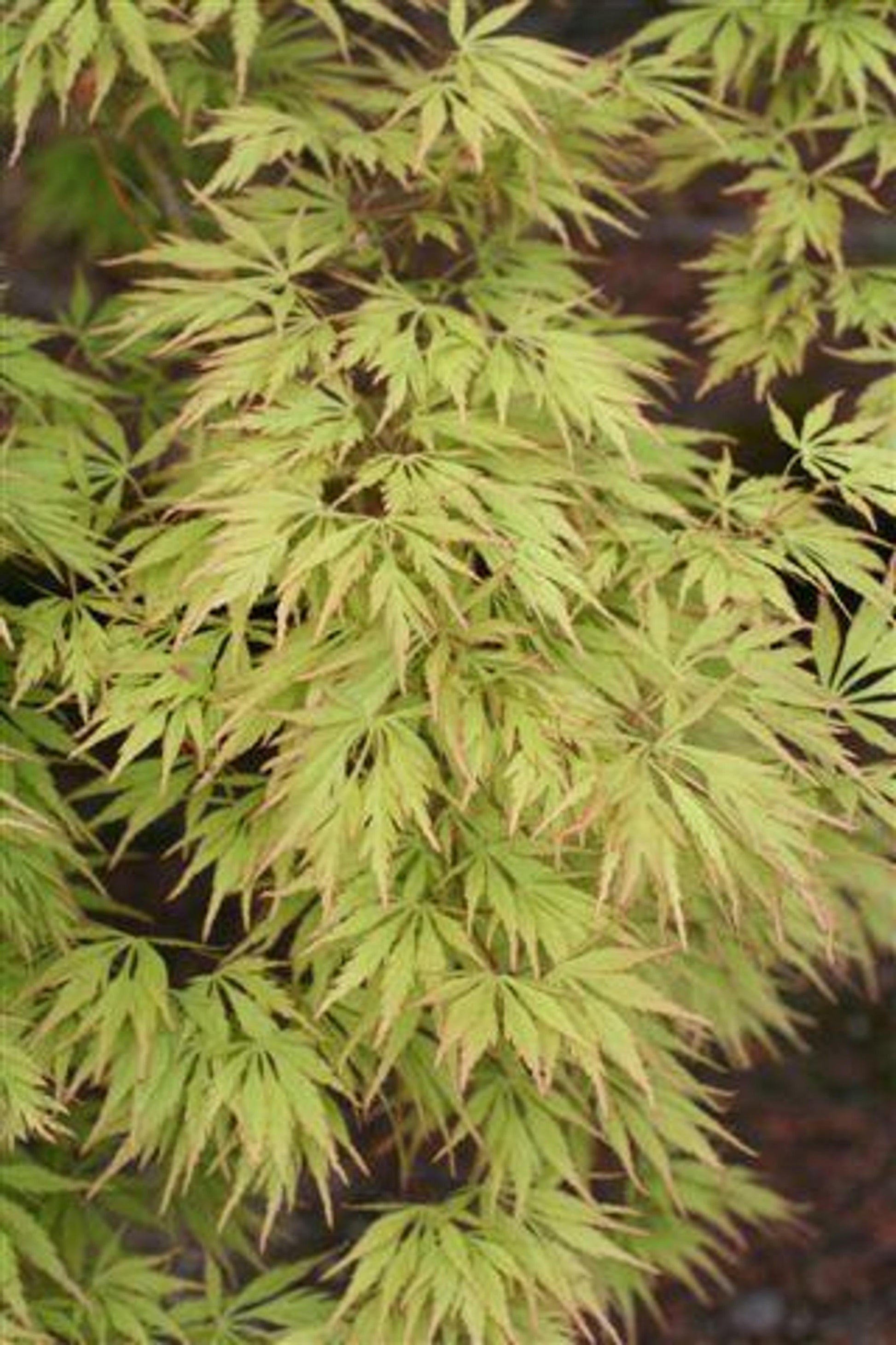 Acer Palmatum Dissectum Viridis - View 20 from www redcrocus com