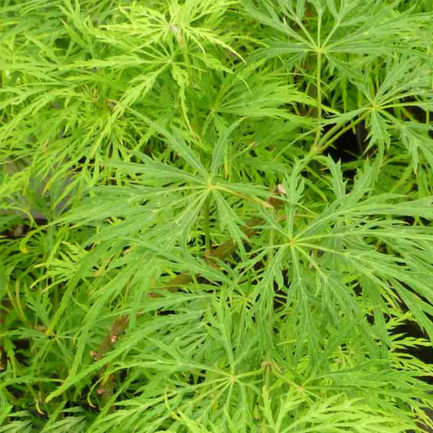 Acer Palmatum Dissectum Viridis - View 2 from www redcrocus com