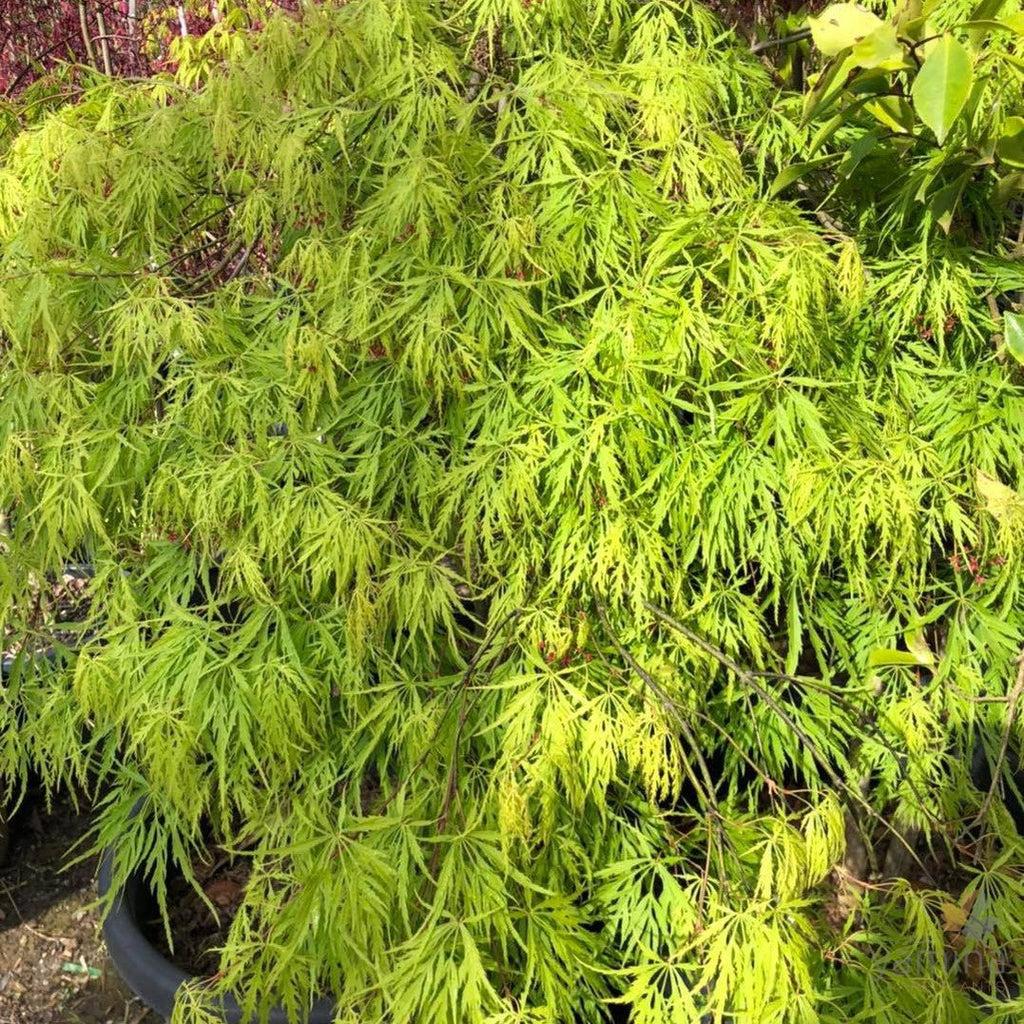 Acer Palmatum Dissectum Viridis - View 3 from www redcrocus com
