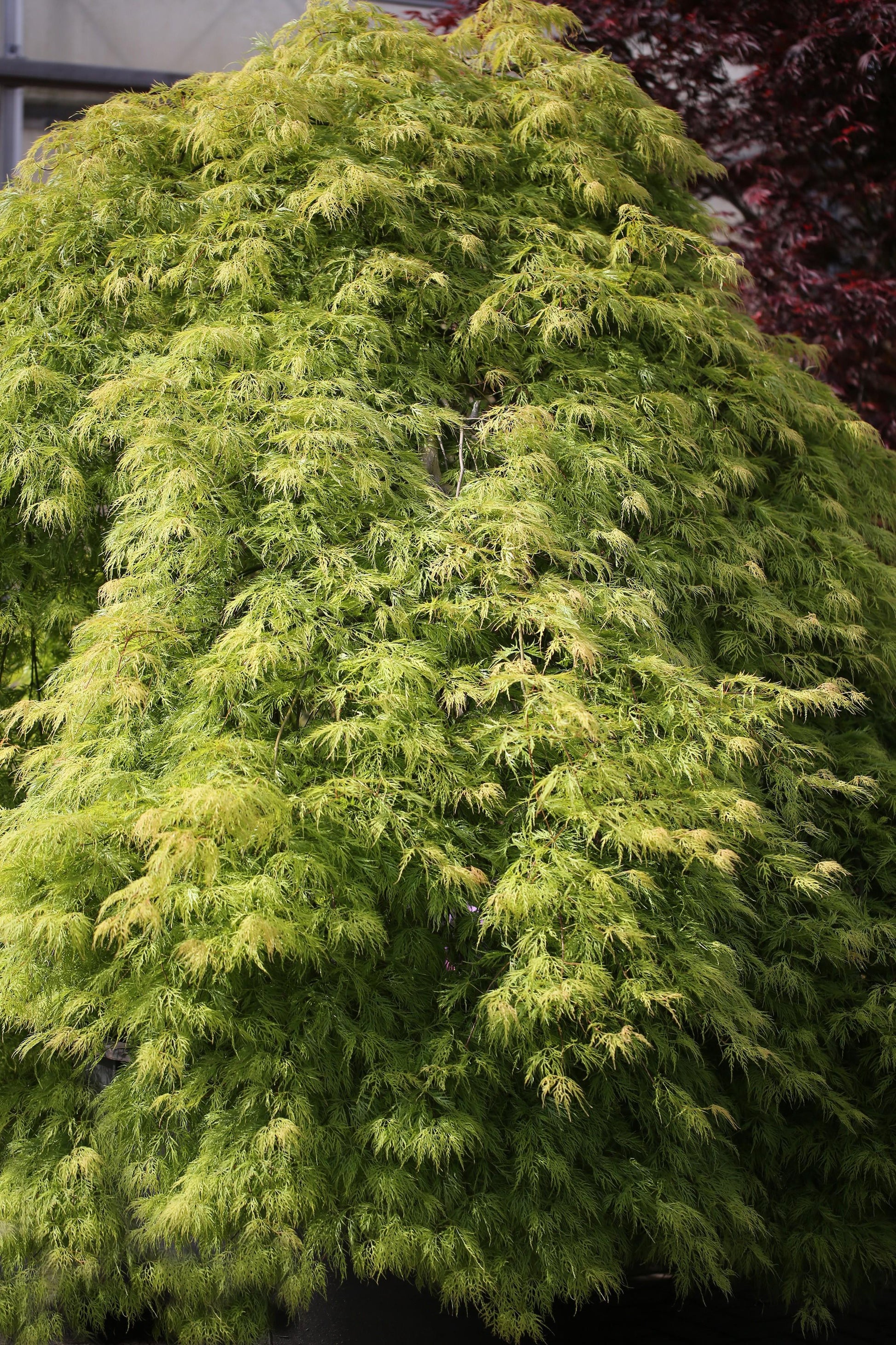 Acer Palmatum Dissectum Viridis - View 4 from www redcrocus com