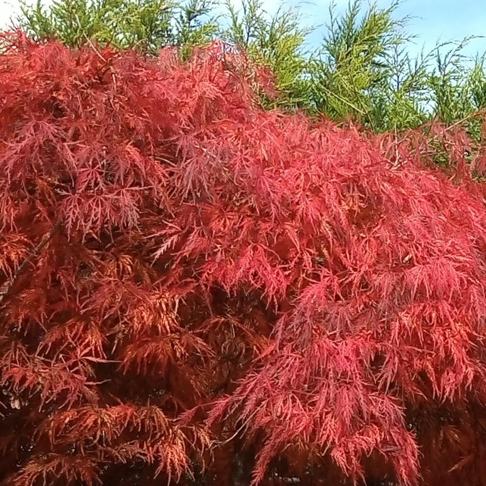 Acer Palmatum Dissectum Viridis - View 5 from www redcrocus com