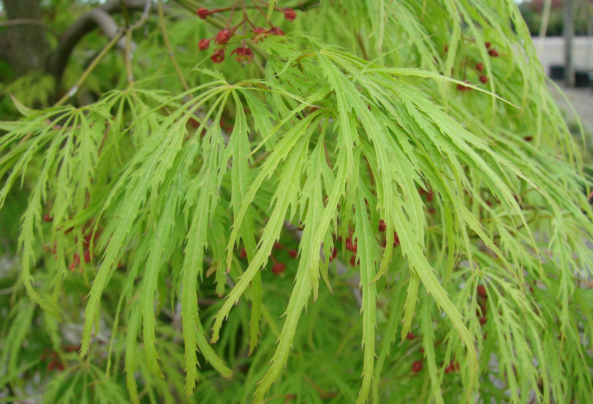 Acer Palmatum Dissectum Viridis - View 6 from www redcrocus com