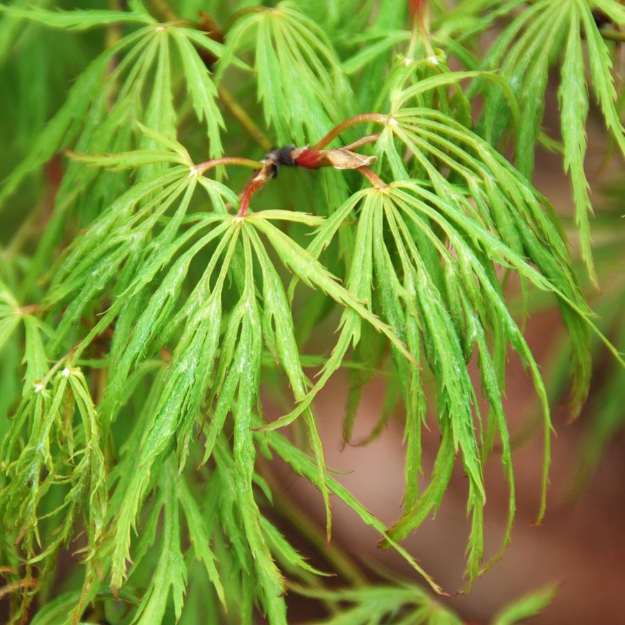 Acer Palmatum Dissectum Viridis - View 8 from www redcrocus com