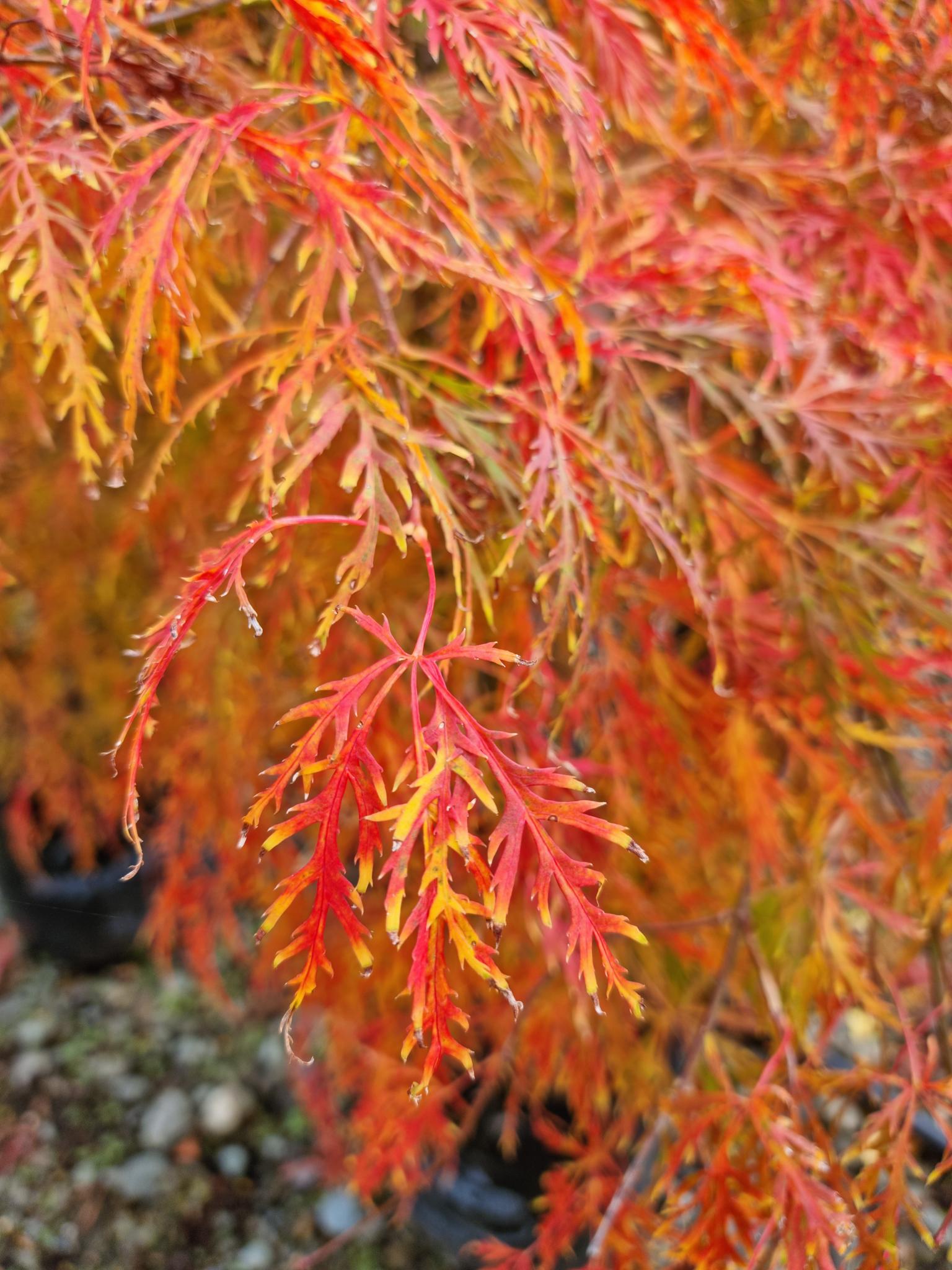 Acer Palmatum Dissectum Viridis - View 9 from www redcrocus com